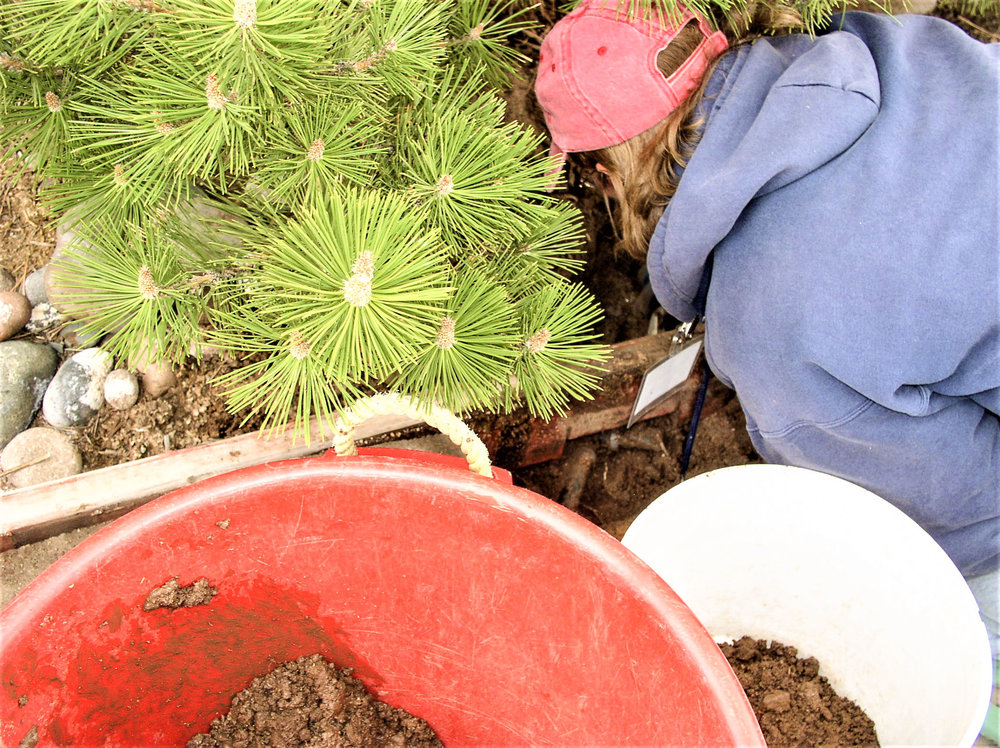 Work on the bedding plants.jpg