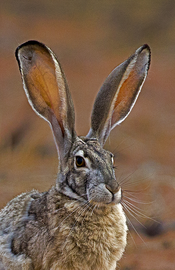 rabbit0033.jpg