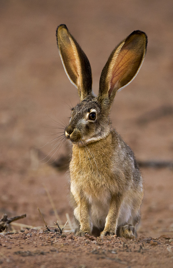 rabbit0032.jpg