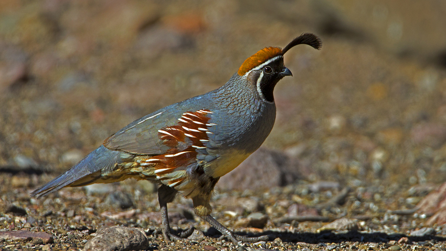 quail2.jpg