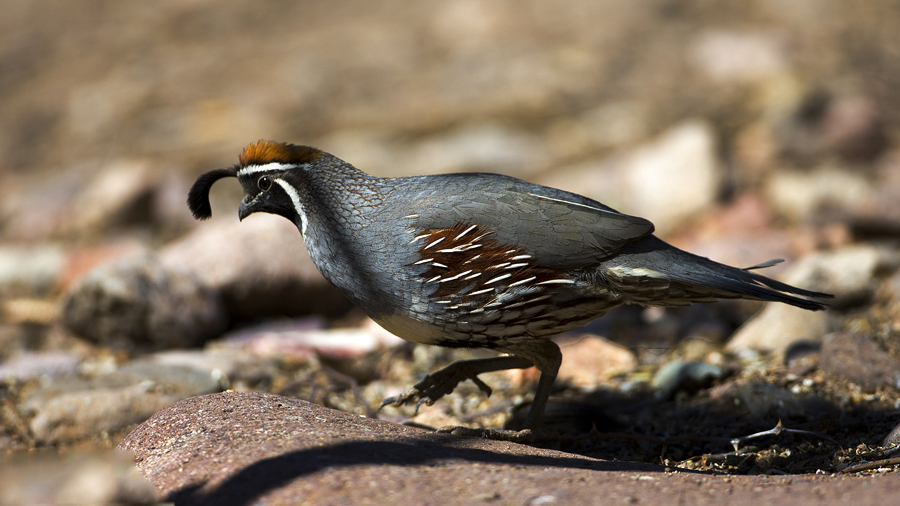 quail3.jpg