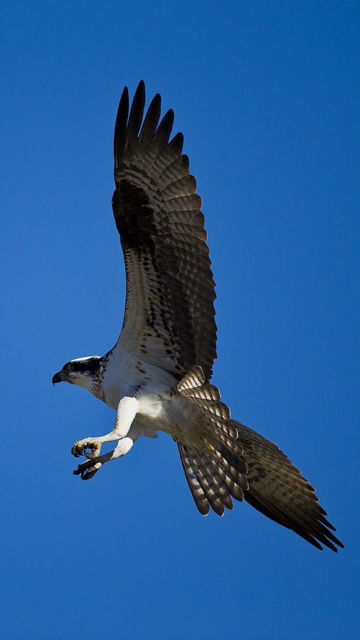 osprey0002.jpg