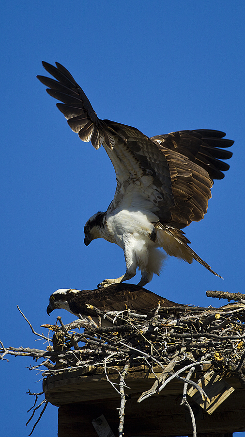 osprey0004.jpg