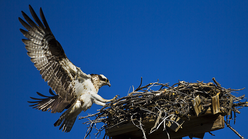 osprey0003.jpg