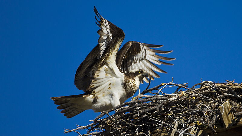 osprey0004.jpg