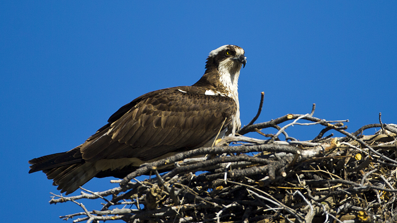 osprey0005.jpg