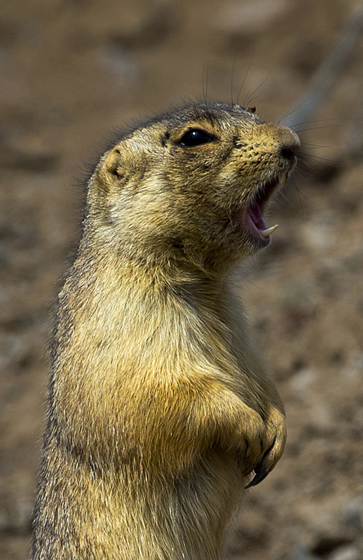 prairiedog0001.jpg