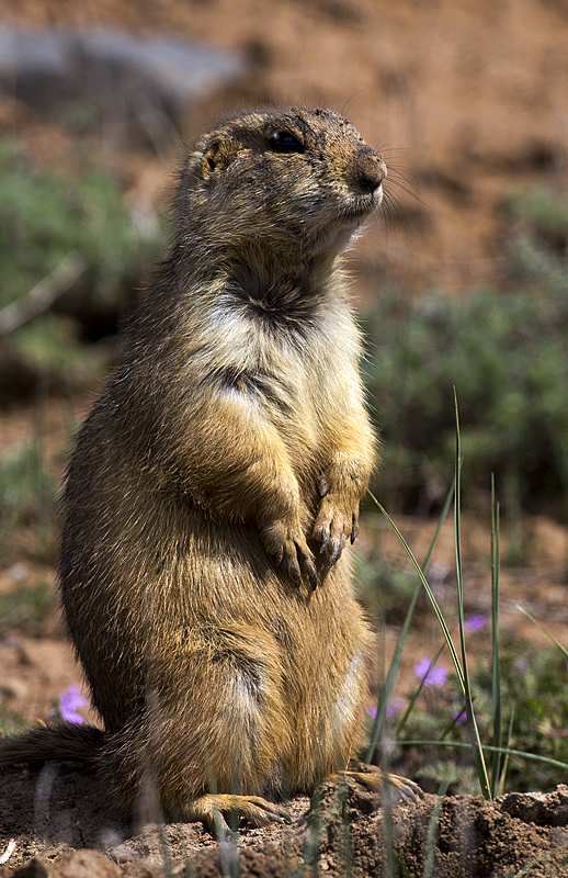 prairiedog0002.jpg