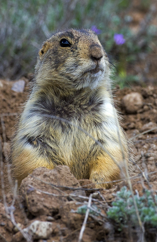 prairiedog0003.jpg