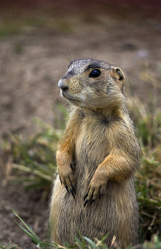 prairiedog0004.jpg