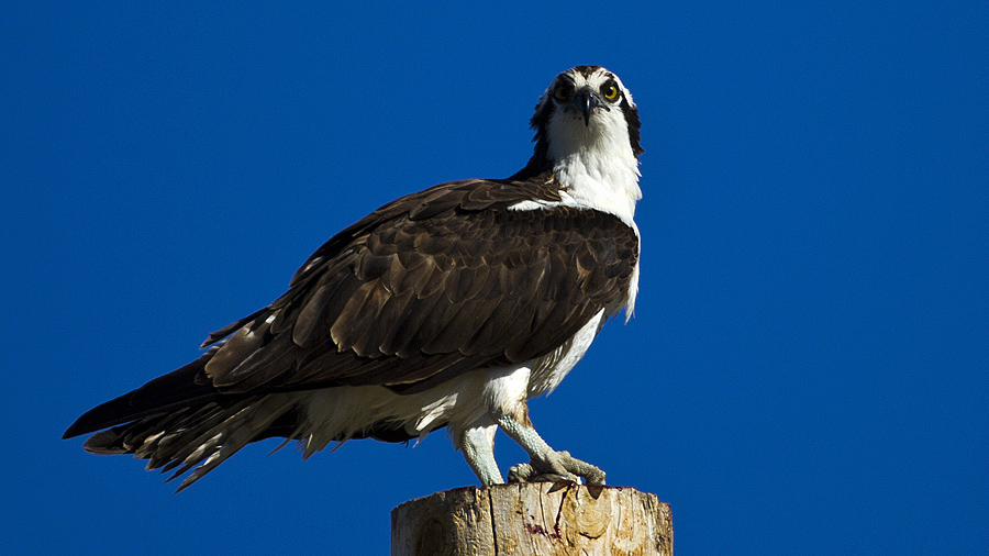 osprey0001.jpg