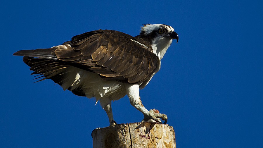 osprey0002.jpg