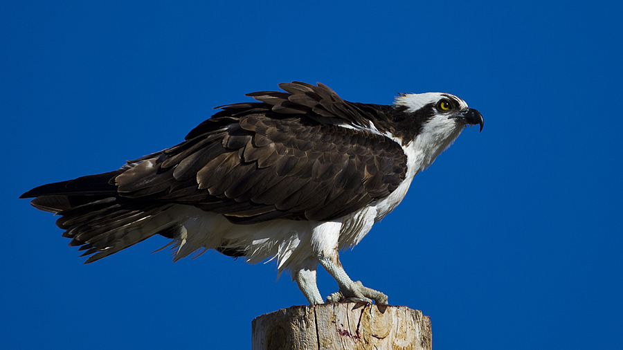 osprey0003.jpg