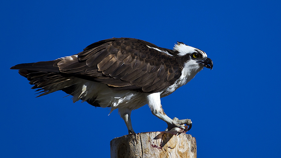 osprey0004.jpg