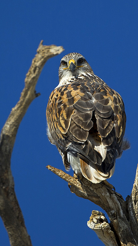 ferruginoushawk0001.jpg