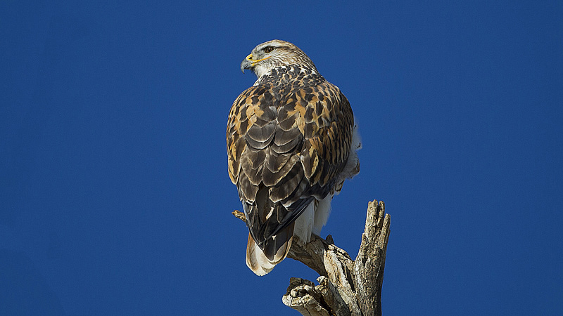 ferruginoushawk0002.jpg