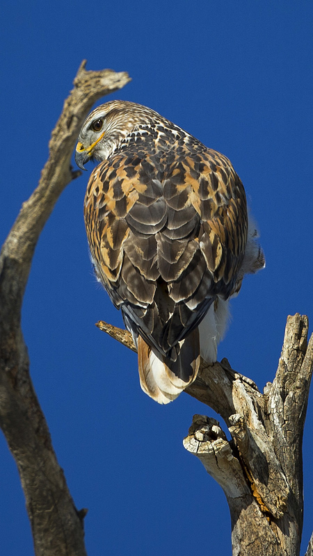 ferruginoushawk0005.jpg