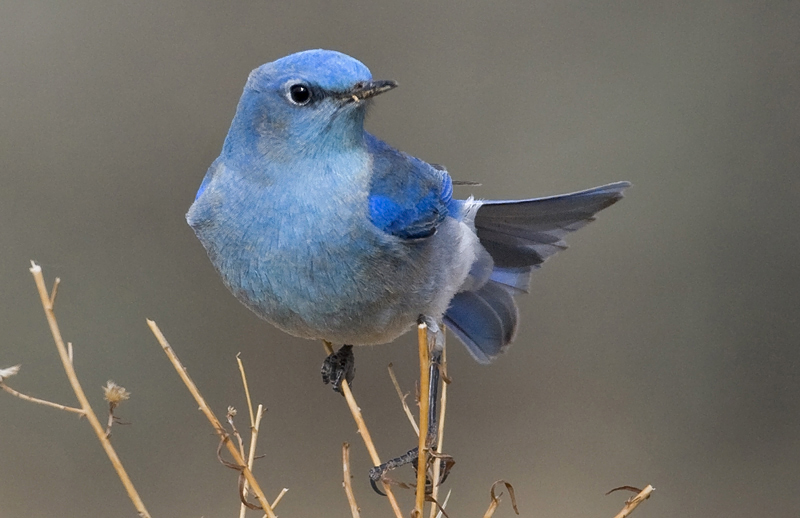 bluebird.jpg