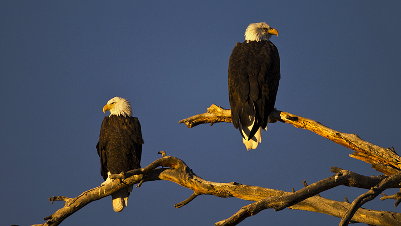 baldeagle0001.jpg