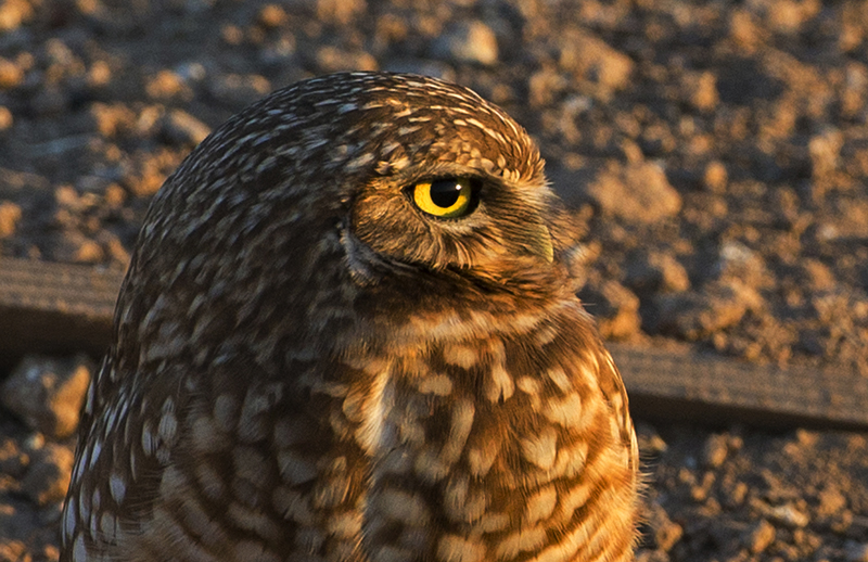 burrowingowl0001.jpg