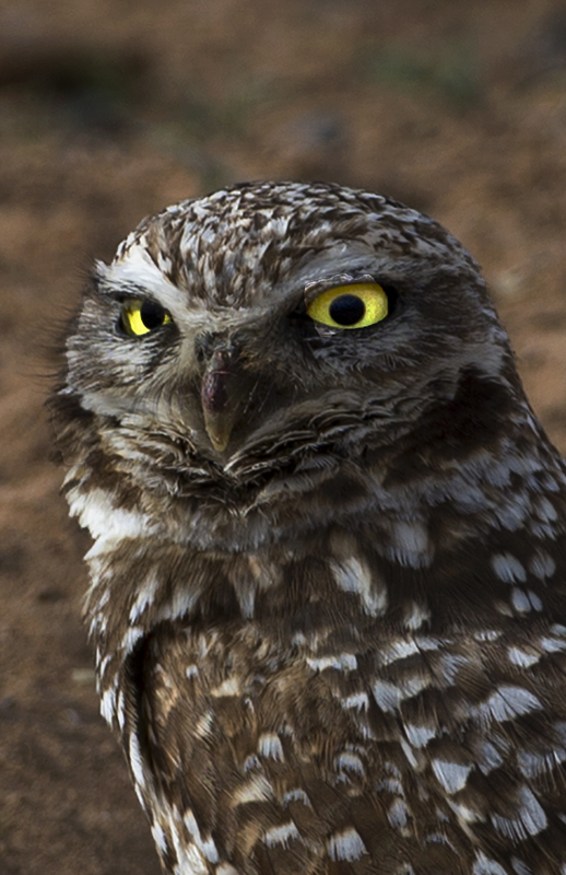 burrowingowl0002.jpg