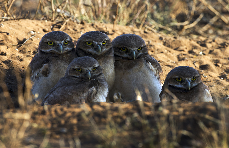 burrowingowl0003.jpg