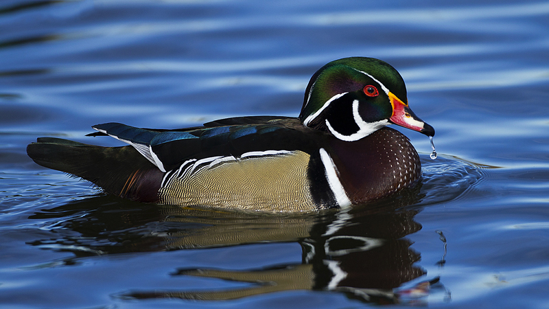 woodduck0001.jpg