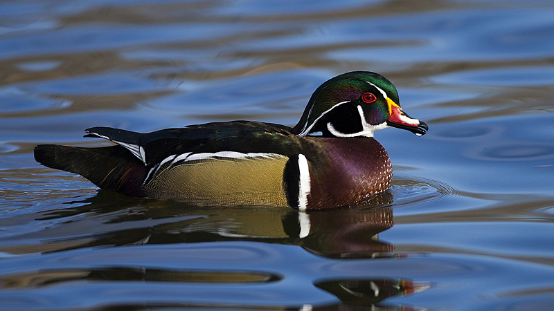 woodduck0002.jpg