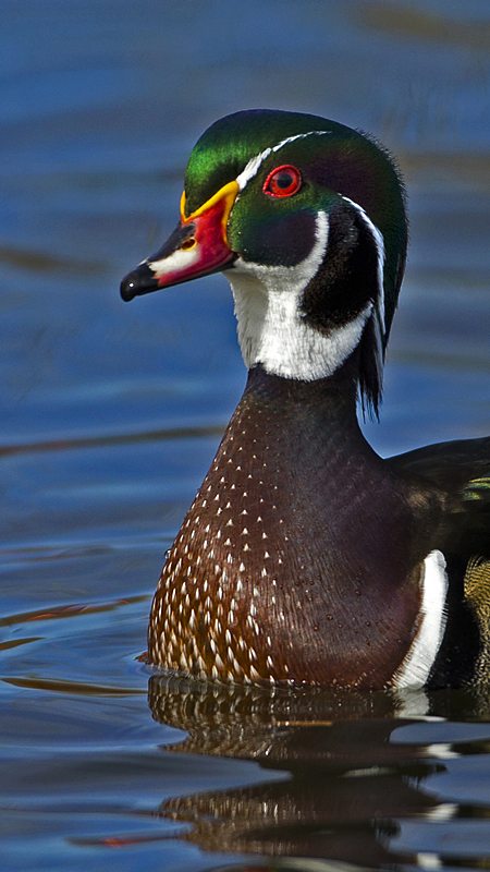 woodduck0003.jpg