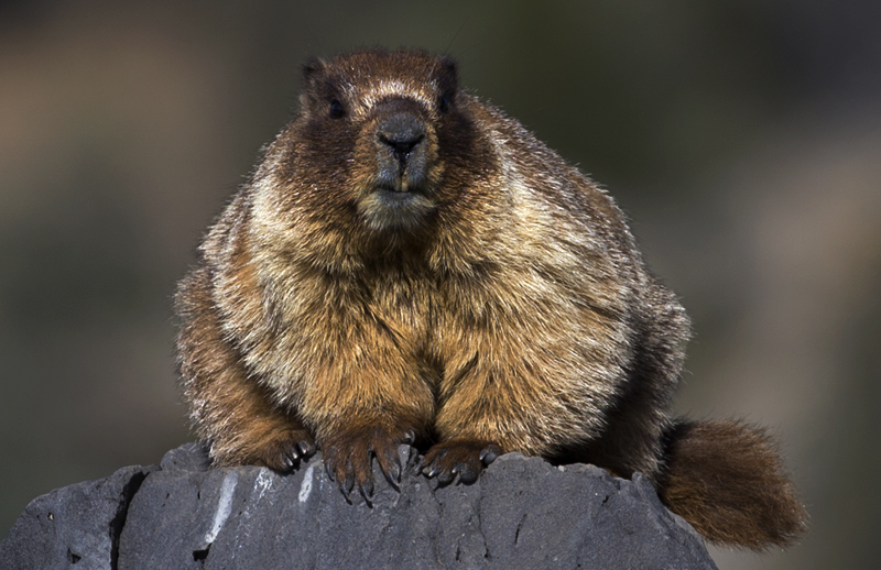 marmot0001.jpg