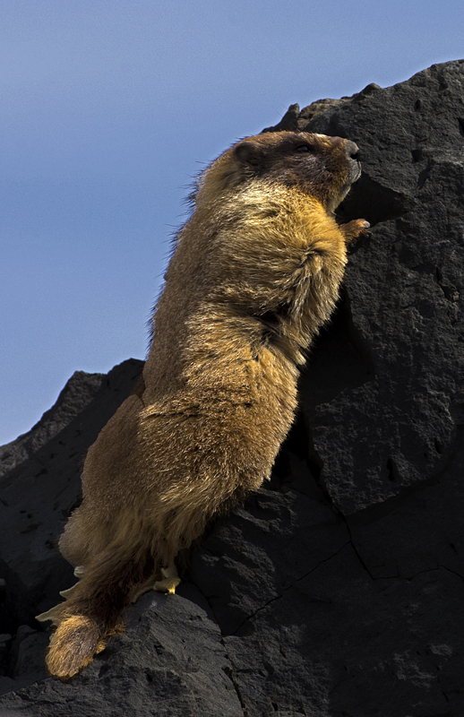 marmot0002.jpg