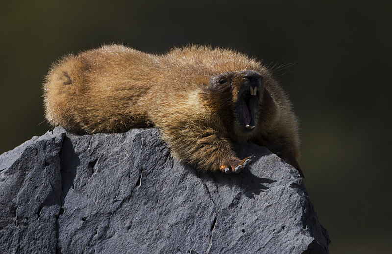 marmot0003.jpg