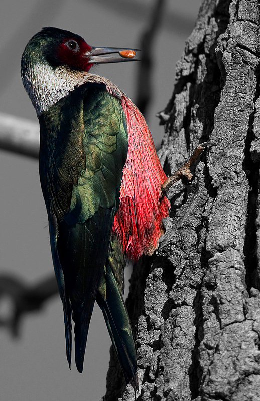 woodpecker0001.jpg