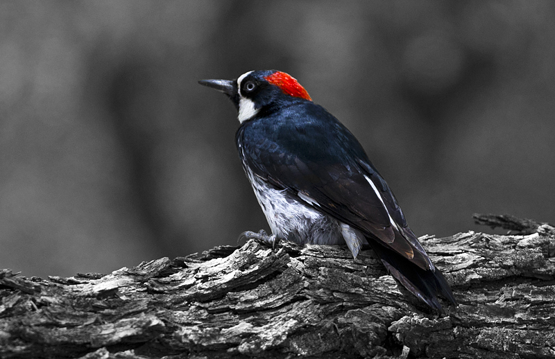 woodpecker0002.jpg