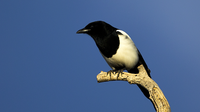 _magpie0003.jpg