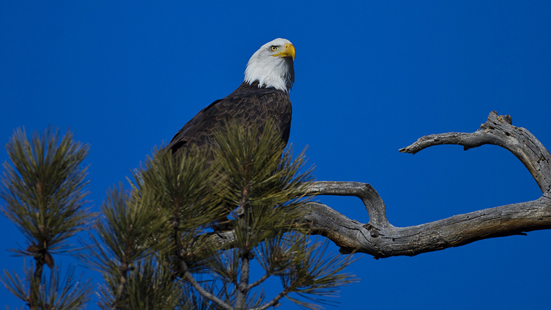 baldeagle0003.jpg