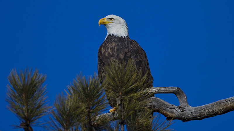 baldeagle0004.jpg