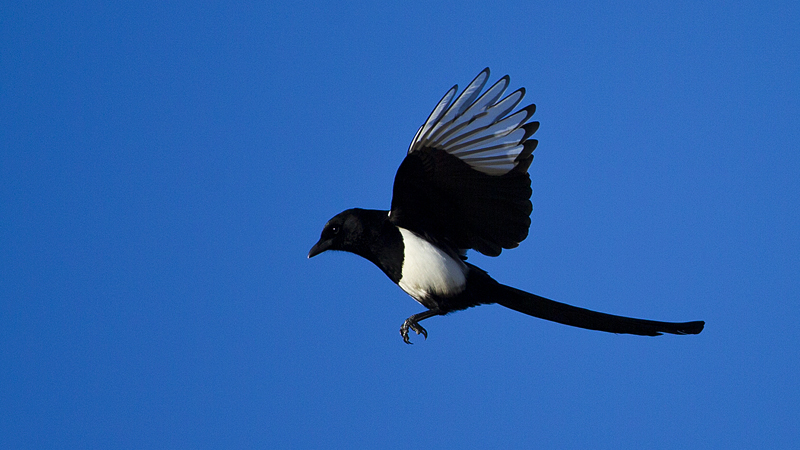 magpie0001.jpg