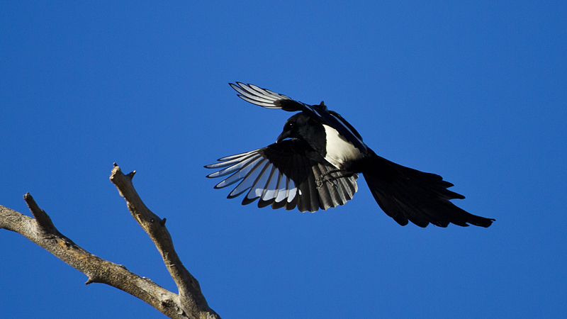 magpie0002.jpg