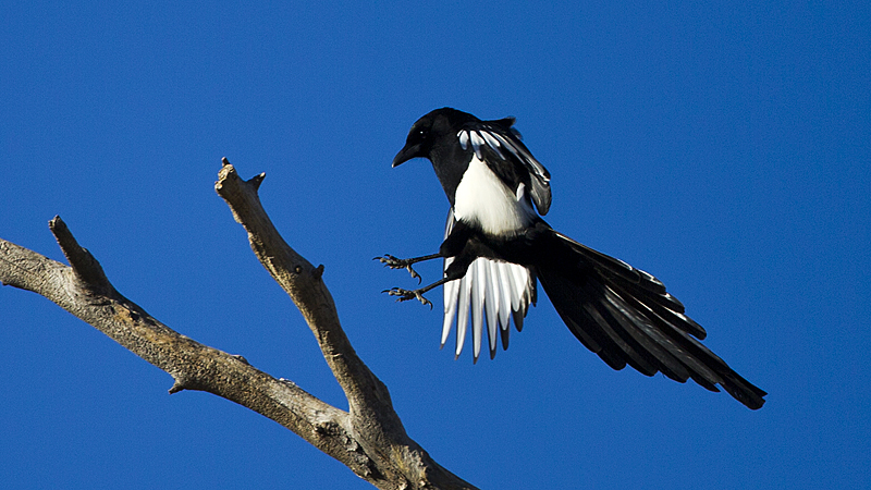 magpie0003.jpg