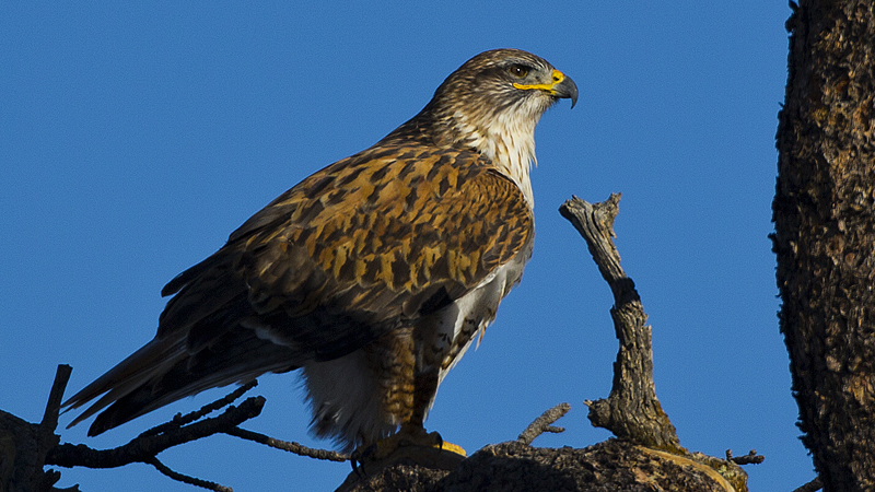 ferruginoushawk0001.jpg