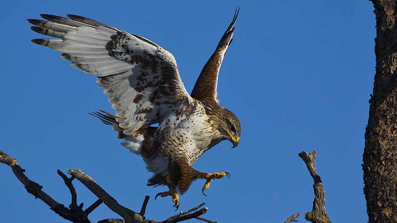 ferruginoushawk0002.jpg