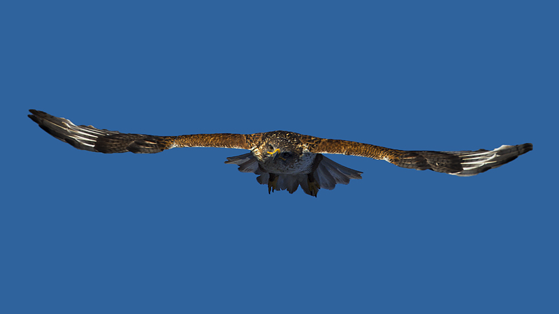 ferruginoushawk0003.jpg