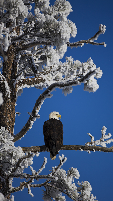 baldeagle0002.jpg