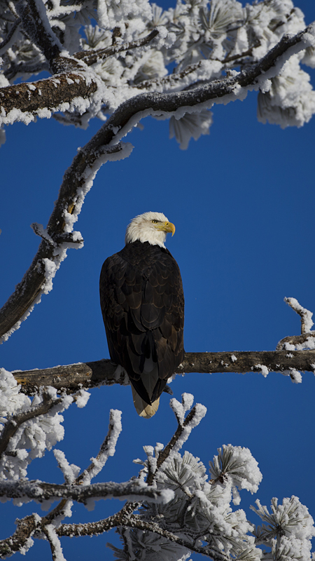 baldeagle0003.jpg