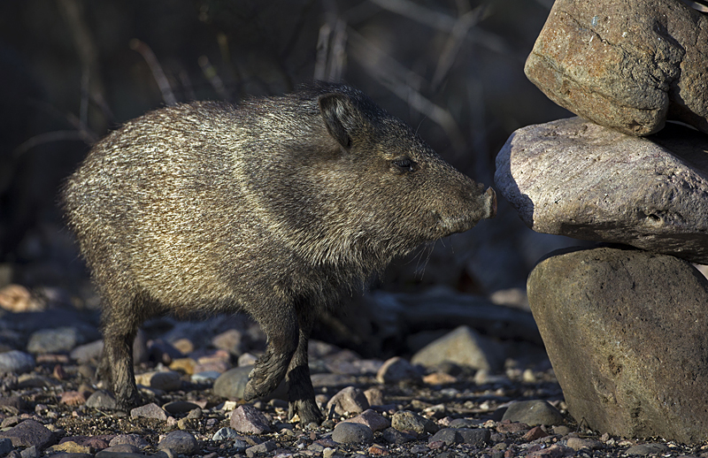 javelina0001.jpg