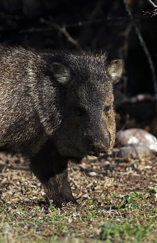 javelina0002.jpg