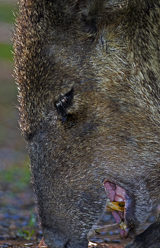 javelina0003.jpg