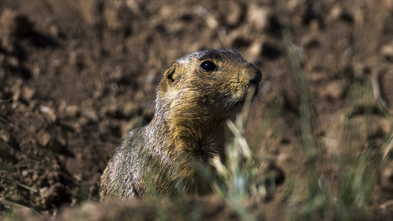 01-02-21prairiedog0001.jpg