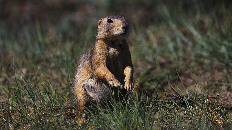 01-02-21prairiedog0002.jpg